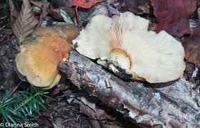 Attēlu rezultāti vaicājumam “Panellus serotinus”