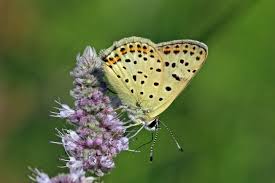 Attēlu rezultāti vaicājumam “Lycaena tityrus”