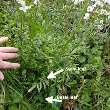 Attēlu rezultāti vaicājumam “Cardamine pratensis leaf”