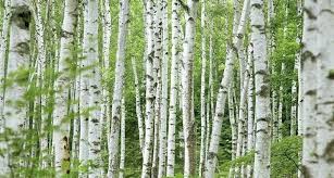 Attēlu rezultāti vaicājumam “Betula”