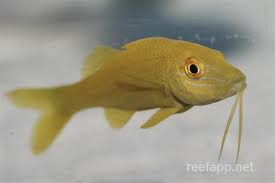 Image result for Parupeneus cyclostomus