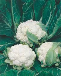 Image result for Blumenkohl