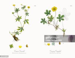 Image result for Potentilla tormentilla