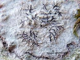 Attēlu rezultāti vaicājumam “Phaeographis dendritica”