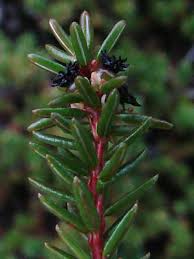 Attēlu rezultāti vaicājumam “Empetrum nigrum leaf”