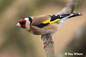 Attēlu rezultāti vaicājumam “Carduelis carduelis adult”