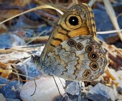 Attēlu rezultāti vaicājumam “Lasiommata megera underside”