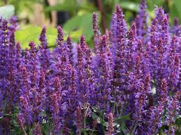 Image result for Salbei