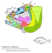 Image result for Hippoglossus hippoglossus