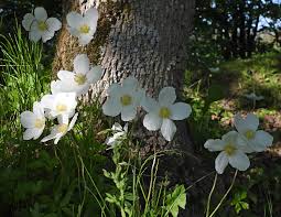 Attēlu rezultāti vaicājumam “Oenothera rubricauli flower”