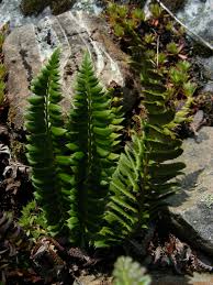 Attēlu rezultāti vaicājumam “Polystichum lonchitis”