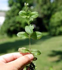 Image result for Veronica officinalis