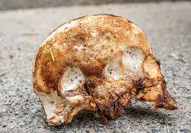 Attēlu rezultāti vaicājumam “Postia fragilis”