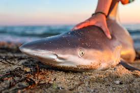 Image result for South Axholme Sharks Asc