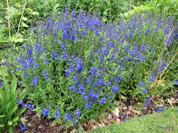 Attēlu rezultāti vaicājumam “Veronica austriaca subsp. teucrium leaf”