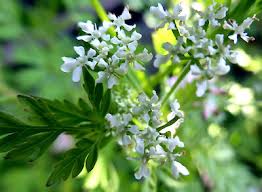 Image result for Anthriscus cerefolium