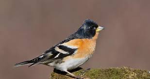 Attēlu rezultāti vaicājumam “Fringilla montifringilla female”