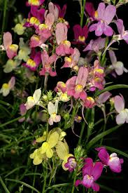 Attēlu rezultāti vaicājumam “Linaria loeselii flower”