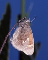 Attēlu rezultāti vaicājumam “Coenonympha tullia underside”