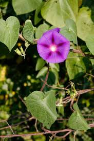 Image result for Ipomoea purpurea