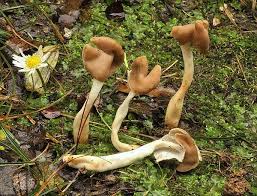 Attēlu rezultāti vaicājumam “Helvella elastica”