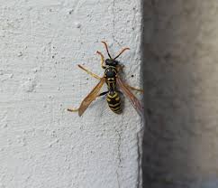 Attēlu rezultāti vaicājumam “Polistes nimpha”