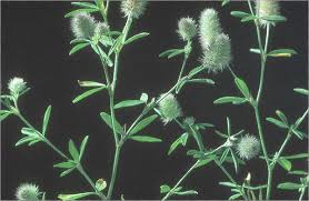 Attēlu rezultāti vaicājumam “Trifolium arvense leaf”