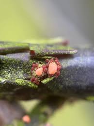 Attēlu rezultāti vaicājumam “Nectria cinnabarina”