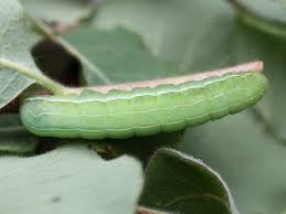 Attēlu rezultāti vaicājumam “Amphipyra livida”