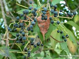 Attēlu rezultāti vaicājumam “Parthenocissus quinquefolia fruit”