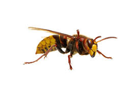 Attēlu rezultāti vaicājumam “Vespa crabro”