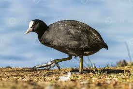 Attēlu rezultāti vaicājumam “Fulica atra”