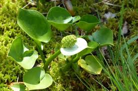 Attēlu rezultāti vaicājumam “Calla palustris leaf”