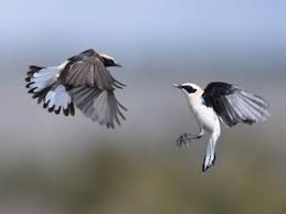 Image result for Oenanthe hispanica