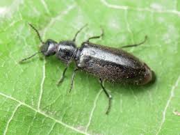 Attēlu rezultāti vaicājumam “Dasytidae”