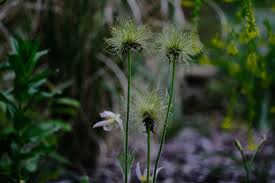 Attēlu rezultāti vaicājumam “Pulsatilla vulgaris flower”