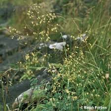 Attēlu rezultāti vaicājumam “Thalictrum minus leaf”