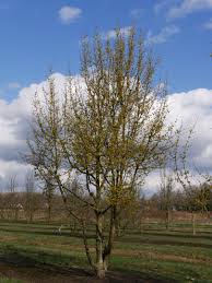 Attēlu rezultāti vaicājumam “Cornus mas”