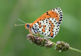 Attēlu rezultāti vaicājumam “Melitaea didyma underside”
