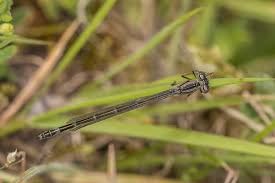 Attēlu rezultāti vaicājumam “Enallagma cyathigerum female”