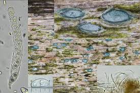 Attēlu rezultāti vaicājumam “Propolis farinosa”