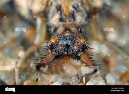 Attēlu rezultāti vaicājumam “Myrmeleontidae larva”