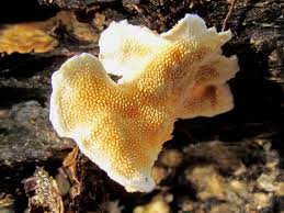 Attēlu rezultāti vaicājumam “Steccherinum bourdotii”