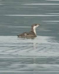 Image result for Brachyramphus perdix