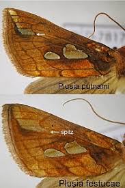 Attēlu rezultāti vaicājumam “Plusia festucae”