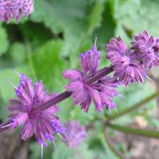 Attēlu rezultāti vaicājumam “Salvia verticillata”