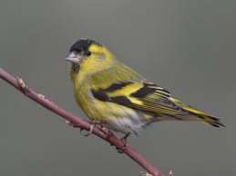 Attēlu rezultāti vaicājumam “Carduelis spinus female”