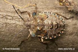 Attēlu rezultāti vaicājumam “Troilus luridus”