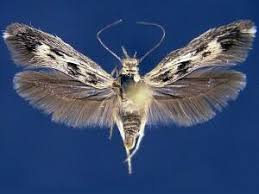 Attēlu rezultāti vaicājumam “Scythris limbella”