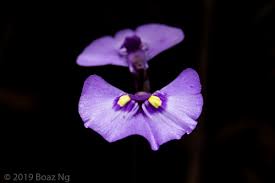 Attēlu rezultāti vaicājumam “Utricularia x neglecta flower”